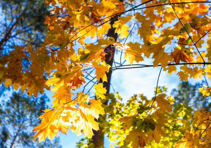 生物科学专升本什么时候能毕业?
